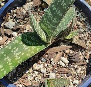Gasteria Pillansii | Mother-in-Laws Tongue