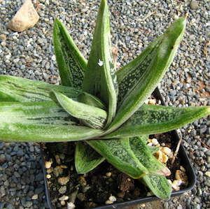 Gasteria cv Little Warty