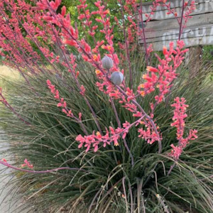 Yucca: Hesperaloe Parviflora | Red Yucca