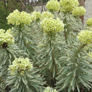Euphorbia Characias Tasmanian Tiger
