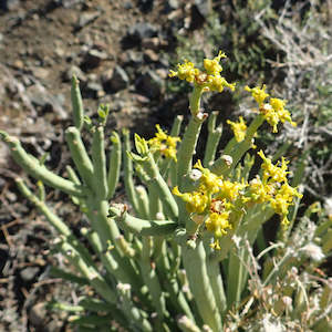 Euphorbia: Euphorbia Mauritanica | Pencil Milkbush