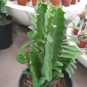 Euphorbia: Euphorbia Trigona Green