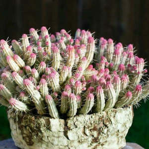 Euphorbia Mammillaris Variegata Corn Cob Cactus
