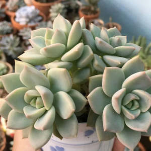 Graptopetalum 1: xGraptoveria Tibutans | Porcelain Plant