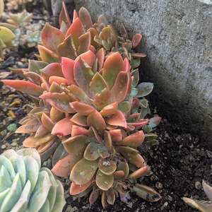 Graptopetalum 1: Graptoveria Douglas Huth Cristata | Chinese Lantern