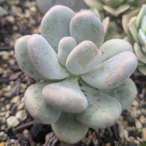 Graptopetalum 1: Graptopetalum Amethystinum | Lavender Pebbles