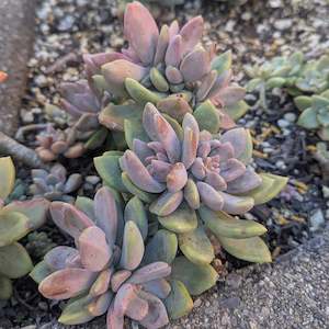 xGraptoveria Opalina Cristata