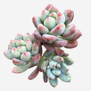 Graptopetalum 1: Graptopetalum Pachyphyllum Bluebean