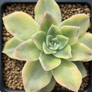 Graptopetalum 1: xGraptoveria Harry Watson