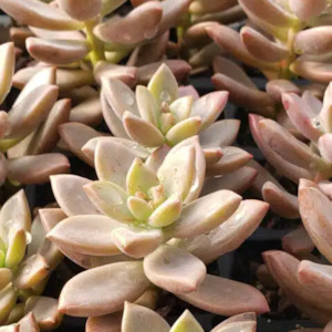 Graptopetalum 1: Graptopetalum Copper Rose | Leatherpetal