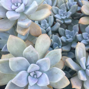 Graptopetalum 1: Graptopetalum Tricolor