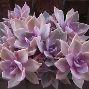 Graptopetalum 1: Graptoveria Douglas Huth