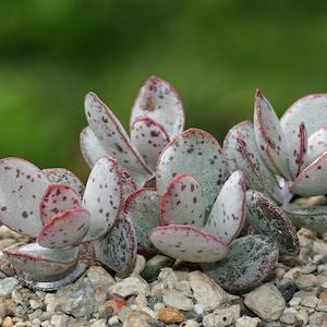 Adromischus: Adromischus Malculatus Mosselbaai | Mossel Bay