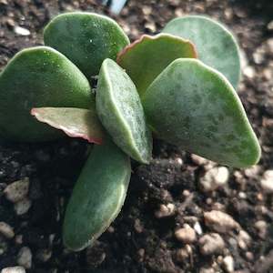 Adromischus: Adromischus Cooperi | Plover Eggs Plant