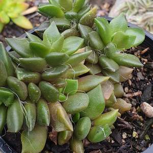 Anacampseros: Anacampseros Rufescens | Sand Rose