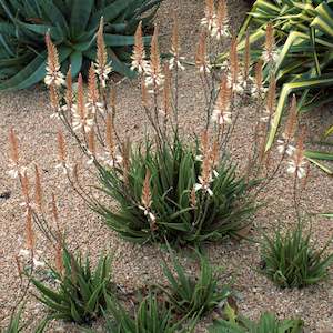 Aloe 1: Aloe Fairy Pink