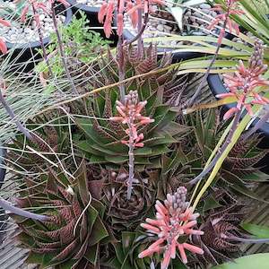 Aloe Cosmo | Green Pearl