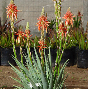 Aloe 1: Aloe Hedgehog