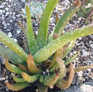 Aloe 1: Aloe Vera | Aloe Barbadensis Miller