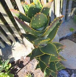 Aloe 1: Aloe Distans | Golden Tooth Aloe