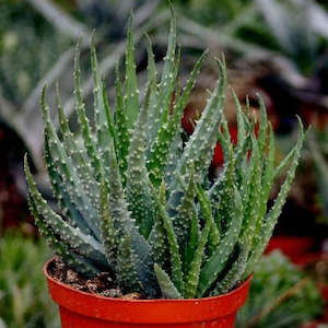 Aloe 1: Aloe Humilis | Spider Aloe