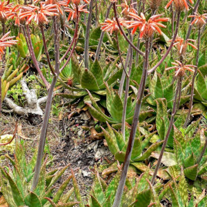 Aloe Maculata | Soap Aloe