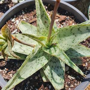 Aloe 1: Aloe Quicksilver