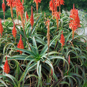 Aloe 1: Aloe Arborescens | Torch Aloe