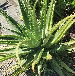 Aloe 1: Aloe x Spinosissima