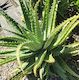 Aloe x Spinosissima