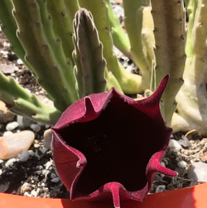 Stapelia: Stapelia Leendertziae | Black Bells