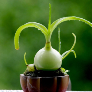 Albuca: Albuca Bracteata | Pregnant Onion