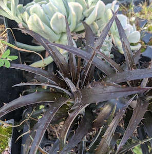 Dyckia: Dyckia Burgundy Ice