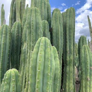 Echinopsis pachanoi | San Pedro Cactus