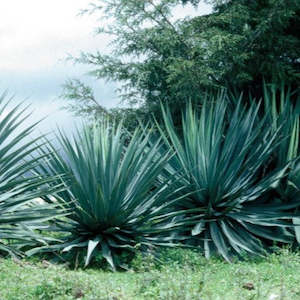 Furcraea: Furcraea Roezlii | Bedinghousii