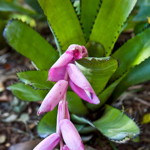 Bromeiliad: Bromeliad Billbergia Elegins Pink