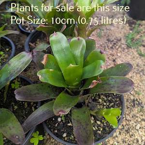 Neoregelia Bromeliad - Fireball x Spines