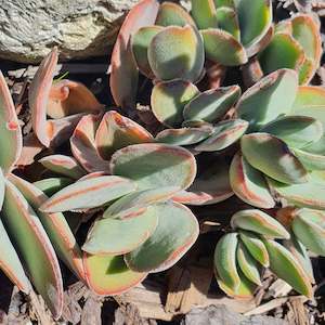 Cotyledon: Cotyledon Mint Truffles