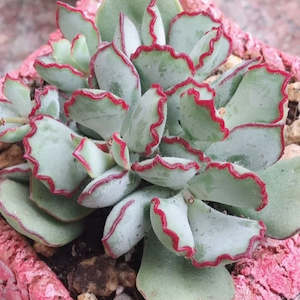 Cotyledon: Cotyledon Papillaris | Choco Line