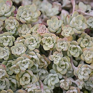 Sedum: Sedum Spathulifolium 'Cape Blanco' | Broadleaf Stonecrop