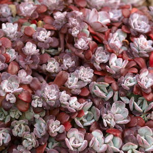 Sedum: Sedum Spathulifolium 'Purpureum' | Broadleaf Stonecrop