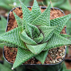 Haworthia Limifolia | Fairy Washboard