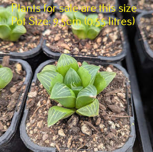 Haworthia: Haworthia Mirabilis var. Mundula