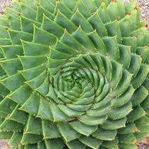 Aloe Polyphylla | Spiral Aloe