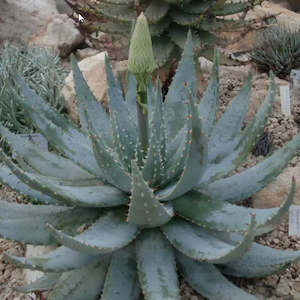Aloe 1: Aloe Peglerae