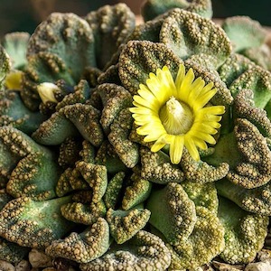 Titanopsis calcarea | Concrete Leaf