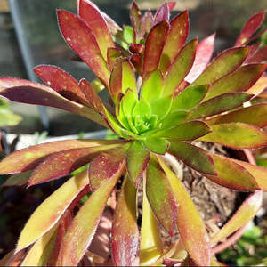 Aeonium Firecracker