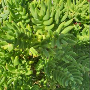 Aloe: Crassula Tetragona | Miniature Pine Tree