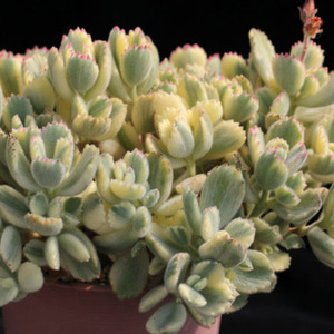 Cotyledon Tormentosa Variegata | Variegated Bear's Paw