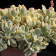 Cotyledon Tormentosa Variegata | Variegated Bear's Paw